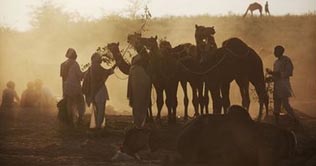 Pushkar Camel Fair: Rajasthans cultural extravaganza